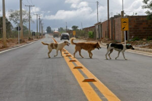 Animais atropelados