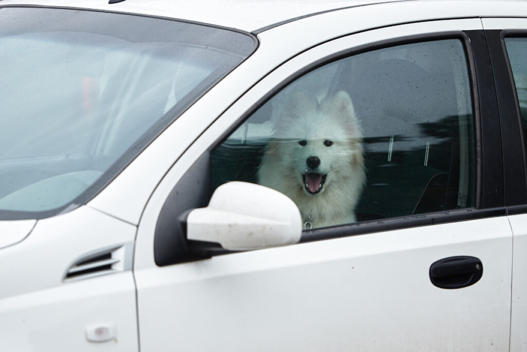 Animal sozinho no carro