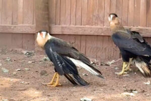 Animais silvestres queimadas