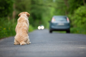 abandonar animais na via crime